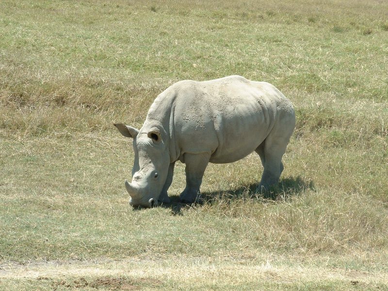 gal/Honeymoon/Lake Nakuru/DSCF0024.JPG
